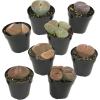 image:imageAltman Plants XL Giant Living Stones Succulents 8PK Lithops Live Plants amp Real Succulents Pet Safe Plants amp Live Succulent Plants Pet Friendly Plants Live Plants in 25 Pots with Succulent SoilGiant Lithops