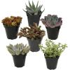 image:imageAltman Plants XL Giant Living Stones Succulents 8PK Lithops Live Plants amp Real Succulents Pet Safe Plants amp Live Succulent Plants Pet Friendly Plants Live Plants in 25 Pots with Succulent SoilPet Safe Succulents