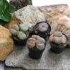 image:imageAltman Plants XL Giant Living Stones Succulents 8PK Lithops Live Plants amp Real Succulents Pet Safe Plants amp Live Succulent Plants Pet Friendly Plants Live Plants in 25 Pots with Succulent SoilGiant Lithops