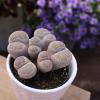 image:imageAltman Plants XL Giant Living Stones Succulents 8PK Lithops Live Plants amp Real Succulents Pet Safe Plants amp Live Succulent Plants Pet Friendly Plants Live Plants in 25 Pots with Succulent SoilGiant Lithops