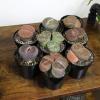image:imageAltman Plants XL Giant Living Stones Succulents 8PK Lithops Live Plants amp Real Succulents Pet Safe Plants amp Live Succulent Plants Pet Friendly Plants Live Plants in 25 Pots with Succulent SoilGiant Lithops