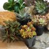 image:imageAltman Plants XL Giant Living Stones Succulents 8PK Lithops Live Plants amp Real Succulents Pet Safe Plants amp Live Succulent Plants Pet Friendly Plants Live Plants in 25 Pots with Succulent SoilPet Safe Succulents