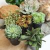 image:imageAltman Plants XL Giant Living Stones Succulents 8PK Lithops Live Plants amp Real Succulents Pet Safe Plants amp Live Succulent Plants Pet Friendly Plants Live Plants in 25 Pots with Succulent SoilPet Safe Succulents