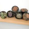image:imageAltman Plants XL Giant Living Stones Succulents 8PK Lithops Live Plants amp Real Succulents Pet Safe Plants amp Live Succulent Plants Pet Friendly Plants Live Plants in 25 Pots with Succulent SoilGiant Lithops
