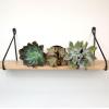 image:imageAltman Plants XL Giant Living Stones Succulents 8PK Lithops Live Plants amp Real Succulents Pet Safe Plants amp Live Succulent Plants Pet Friendly Plants Live Plants in 25 Pots with Succulent SoilPet Safe Succulents