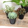 image:imageAltman Plants XL Giant Living Stones Succulents 8PK Lithops Live Plants amp Real Succulents Pet Safe Plants amp Live Succulent Plants Pet Friendly Plants Live Plants in 25 Pots with Succulent SoilPet Safe Succulents