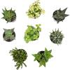image:imageAltman Plants Assorted Succulents Plants Live Houseplants 4PK Succulent Plants Home Office Plants Live Indoor Plants Live Plants Indoor House Plants Easy Care Plants Desk Plants Kitchen PlantsBlack
