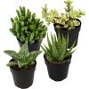 image:imageAltman Plants Assorted Succulents Plants Live Houseplants 4PK Succulent Plants Home Office Plants Live Indoor Plants Live Plants Indoor House Plants Easy Care Plants Desk Plants Kitchen PlantsMulticolor