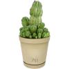 image:imageAltman Plants Euphorbia anoplia Live Plant Decor Exotic Plants Cacti Plants Live Succulents Plants Live Plants Indoor Plants Live Houseplants Live Indoor House Plants Real Plants Indoor Live PlantsEuphorbia anoplia