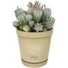 image:imageAltman Plants Euphorbia horrida Live Plant Decor Exotic Plants Cacti Plants Live Succulents Plants Live Plants Indoor Plants Live Houseplants Live Indoor House Plants Real Plants Indoor Live Plants