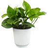 image:imageAltman Plants Golden Pothos Live Plant Decor Real Pothos Plant with 4 Inch White Plastic Plant Pot Desk Plant amp Office Plant Plant Gift Easy to Grow House Plant in Indoor Plant Potting Soil Mix