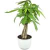image:imageAltman Plants Money Tree Plant Decor Approx 15 Feet Tall with 6 Inch White Plant Pot Pet Friendly Plants Easy Plant Gift Easy to Grow House Plant amp Desk Plant in Indoor Plant Potting Soil Mix