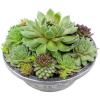 image:imageAltman Plants NonToxic Live Sempervivum Succulent Plant Gift in 8 Decorative Pot Real Succulents to Grow Easy Care Hens and Chicks Hardy amp LowMaintenance Gift for Gardeners Popular Houseplants