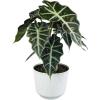 image:imageAltman Plants Polly Alocasia Live Plant Decor in 6 Inch White Plastic Plant Pot Elephant Ear Plant Gift amp Desk Plant Easy Plant amp Indoor Plant Air Purifying Plants in Indoor Potting Soil Mix