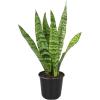 image:imageAltman Plants Sansevieria Superba Snake Plants Approx 8 Tall in White Plant Pot Variegated Snake Plant Decor Easy Plant Gift amp Desk Plant Live Snake Plant Live Indoor with Pot Air PurifyingVariegated