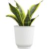 image:imageAltman Plants Sansevieria Superba Snake Plants Approx 8 Tall in White Plant Pot Variegated Snake Plant Decor Easy Plant Gift amp Desk Plant Live Snake Plant Live Indoor with Pot Air PurifyingWhite Pot
