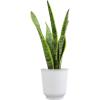 image:imageAltman Plants Variegated Snake Plant Decor Sansevieria Zeylanica Snake Plants Approx 6 Tall in White Planter Air Purifying Easy Plant Gift Live Snake Plant Live Indoor with Pot amp Desk Plant425 White Dcor Pot