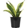 image:imageAltman Plants Variegated Snake Plant Decor Sansevieria Zeylanica Snake Plants Approx 6 Tall in White Planter Air Purifying Easy Plant Gift Live Snake Plant Live Indoor with Pot amp Desk PlantSansevieria Superba