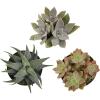 image:imageAltman Plants XL Giant Living Stones Succulents 8PK Lithops Live Plants amp Real Succulents Pet Safe Plants amp Live Succulent Plants Pet Friendly Plants Live Plants in 25 Pots with Succulent SoilPet Safe Succulents