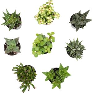 image:imageAltman Plants Assorted Succulents Plants Live Houseplants 4PK Succulent Plants Home Office Plants Live Indoor Plants Live Plants Indoor House Plants Easy Care Plants Desk Plants Kitchen PlantsBlack