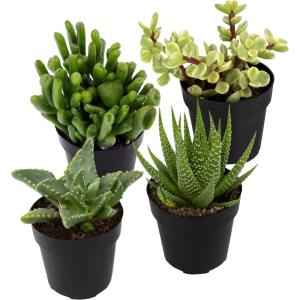 image:imageAltman Plants Assorted Succulents Plants Live Houseplants 4PK Succulent Plants Home Office Plants Live Indoor Plants Live Plants Indoor House Plants Easy Care Plants Desk Plants Kitchen PlantsMulticolor