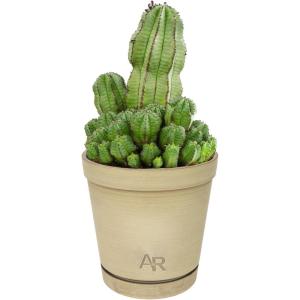 image:imageAltman Plants Euphorbia anoplia Live Plant Decor Exotic Plants Cacti Plants Live Succulents Plants Live Plants Indoor Plants Live Houseplants Live Indoor House Plants Real Plants Indoor Live PlantsEuphorbia anoplia