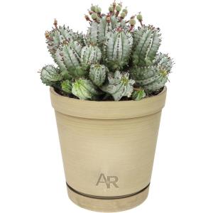 image:imageAltman Plants Euphorbia horrida Live Plant Decor Exotic Plants Cacti Plants Live Succulents Plants Live Plants Indoor Plants Live Houseplants Live Indoor House Plants Real Plants Indoor Live Plants