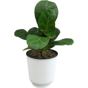 image:imageAltman Plants Fiddle Leaf Fig Ficus Tree Live Plant Decor Real House Plant with 4 Inch White Plastic Plant Pot Desk Plant amp Office Plant Grown in Indoor Plant Potting Soil Mix Easy Plant Gift