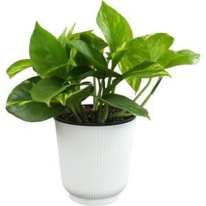 image:imageAltman Plants Golden Pothos Live Plant Decor Real Pothos Plant with 4 Inch White Plastic Plant Pot Desk Plant amp Office Plant Plant Gift Easy to Grow House Plant in Indoor Plant Potting Soil Mix