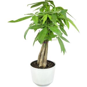 image:imageAltman Plants Money Tree Plant Decor Approx 15 Feet Tall with 6 Inch White Plant Pot Pet Friendly Plants Easy Plant Gift Easy to Grow House Plant amp Desk Plant in Indoor Plant Potting Soil Mix