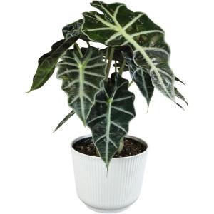 image:imageAltman Plants Polly Alocasia Live Plant Decor in 6 Inch White Plastic Plant Pot Elephant Ear Plant Gift amp Desk Plant Easy Plant amp Indoor Plant Air Purifying Plants in Indoor Potting Soil Mix