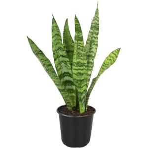 image:imageAltman Plants Sansevieria Superba Snake Plants Approx 8 Tall in White Plant Pot Variegated Snake Plant Decor Easy Plant Gift amp Desk Plant Live Snake Plant Live Indoor with Pot Air PurifyingVariegated