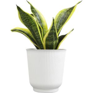 image:imageAltman Plants Sansevieria Superba Snake Plants Approx 8 Tall in White Plant Pot Variegated Snake Plant Decor Easy Plant Gift amp Desk Plant Live Snake Plant Live Indoor with Pot Air PurifyingWhite Pot