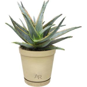 image:imageAltman Plants Swordfish Aloe Plant Exotic Plants Succulents Live Plant Decor Exotic Succulent amp Rare Plants Real Plants Live Succulents Plants Live Houseplants Rare Succulent Plants Live Plants