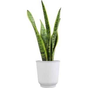 image:imageAltman Plants Variegated Snake Plant Decor Sansevieria Zeylanica Snake Plants Approx 6 Tall in White Planter Air Purifying Easy Plant Gift Live Snake Plant Live Indoor with Pot amp Desk Plant425 White Dcor Pot