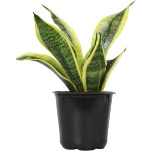 image:imageAltman Plants Variegated Snake Plant Decor Sansevieria Zeylanica Snake Plants Approx 6 Tall in White Planter Air Purifying Easy Plant Gift Live Snake Plant Live Indoor with Pot amp Desk PlantSansevieria Superba