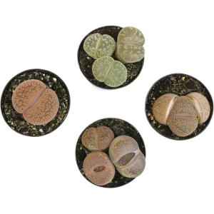 image:imageAltman Plants XL Giant Living Stones Succulents 8PK Lithops Live Plants amp Real Succulents Pet Safe Plants amp Live Succulent Plants Pet Friendly Plants Live Plants in 25 Pots with Succulent SoilGiant Lithops