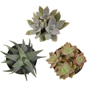image:imageAltman Plants XL Giant Living Stones Succulents 8PK Lithops Live Plants amp Real Succulents Pet Safe Plants amp Live Succulent Plants Pet Friendly Plants Live Plants in 25 Pots with Succulent SoilPet Safe Succulents