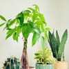 image:imageAltman Plants Chinese Money Plant Decor Money Tree Plant Indoor House Plants Bonsai Tree Feng Shui Decor House Plants Indoors Live Plants Indoor Plants Live Houseplants Live Indoor Live Plants