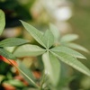 image:imageAltman Plants Chinese Money Plant Decor Money Tree Plant Indoor House Plants Bonsai Tree Feng Shui Decor House Plants Indoors Live Plants Indoor Plants Live Houseplants Live Indoor Live Plants