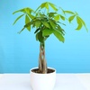 image:imageAltman Plants Chinese Money Plant Decor Money Tree Plant Indoor House Plants Bonsai Tree Feng Shui Decor House Plants Indoors Live Plants Indoor Plants Live Houseplants Live Indoor Live Plants