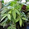 image:imageAltman Plants Chinese Money Plant Decor Money Tree Plant Indoor House Plants Bonsai Tree Feng Shui Decor House Plants Indoors Live Plants Indoor Plants Live Houseplants Live Indoor Live Plants