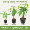 image:imageAltman Plants Chinese Money Plant Decor Money Tree Plant Indoor House Plants Bonsai Tree Feng Shui Decor House Plants Indoors Live Plants Indoor Plants Live Houseplants Live Indoor Live Plants