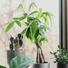 image:imageAltman Plants Chinese Money Plant Decor Money Tree Plant Indoor House Plants Bonsai Tree Feng Shui Decor House Plants Indoors Live Plants Indoor Plants Live Houseplants Live Indoor Live Plants