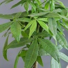 image:imageAltman Plants Chinese Money Plant Decor Money Tree Plant Indoor House Plants Bonsai Tree Feng Shui Decor House Plants Indoors Live Plants Indoor Plants Live Houseplants Live Indoor Live Plants