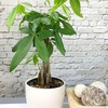 image:imageAltman Plants Chinese Money Plant Decor Money Tree Plant Indoor House Plants Bonsai Tree Feng Shui Decor House Plants Indoors Live Plants Indoor Plants Live Houseplants Live Indoor Live Plants