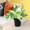 image:imageAltman Plants Deluxe Houseplants 3 Pack Assorted Popular Live Indoor Plant Varieties Easy Plant Care 425 in Pots3Pack