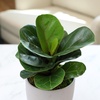 image:imageAltman Plants Deluxe Houseplants 3 Pack Assorted Popular Live Indoor Plant Varieties Easy Plant Care 425 in Pots3Pack