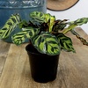 image:imageAltman Plants Deluxe Houseplants 3 Pack Assorted Popular Live Indoor Plant Varieties Easy Plant Care 425 in Pots3Pack