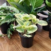 image:imageAltman Plants Deluxe Houseplants 3 Pack Assorted Popular Live Indoor Plant Varieties Easy Plant Care 425 in Pots3Pack